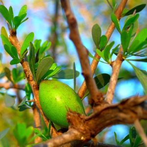 CONDICIONADOR ARGAN OIL 240ML