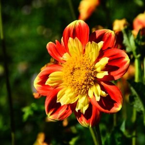 DHALIAS PROTEÇÃO TERMICA  E UV 40ML OLEO DE ABACATE