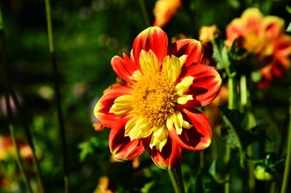 DHALIAS PROTEÇÃO TERMICA  E UV 40ML OLEO DE ABACATE